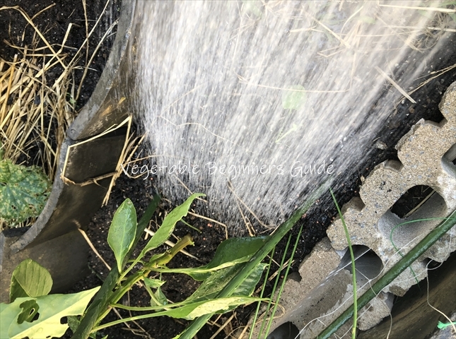 シシトウの水やりで1回あたりに与える量