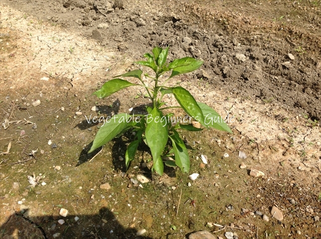 シシトウの苗の植え付け