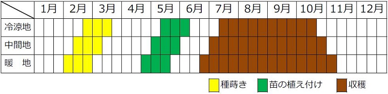 シシトウ植え付け収穫カレンダー