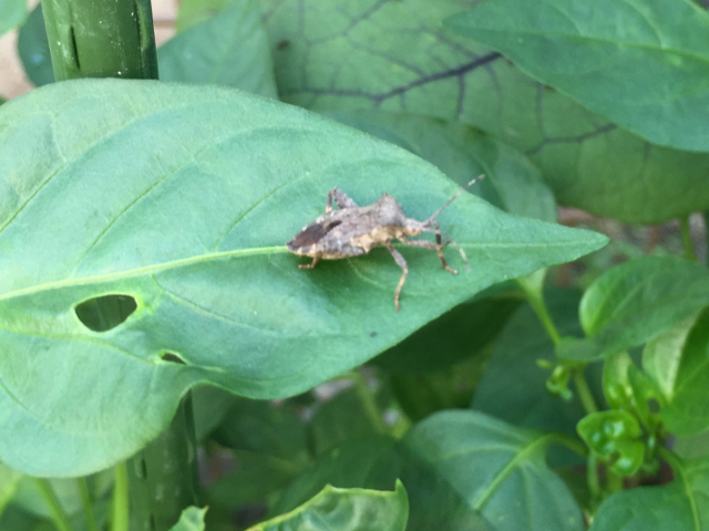 シシトウの害虫対策と駆除方法
