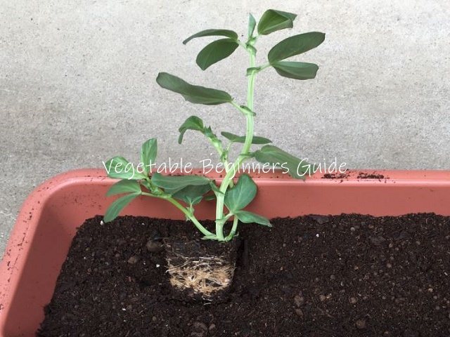 ソラマメ苗の植え付け方