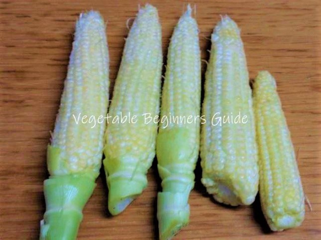 トウモロコシの摘果（実の数の調整）