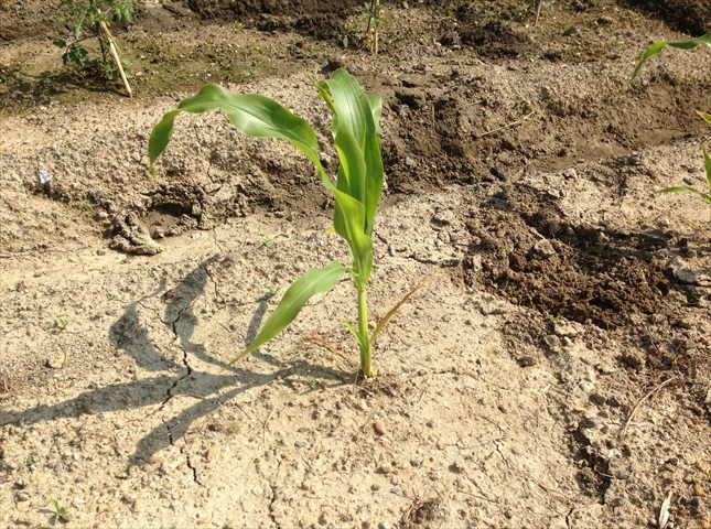 トウモロコシの苗の植え方