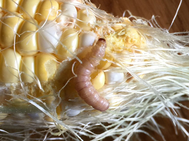 トウモロコシの害虫駆除と害虫対策