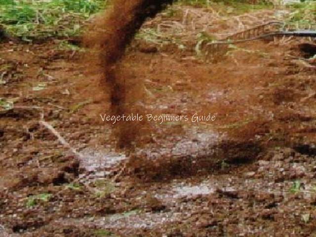シカクマメの追肥のタイミング