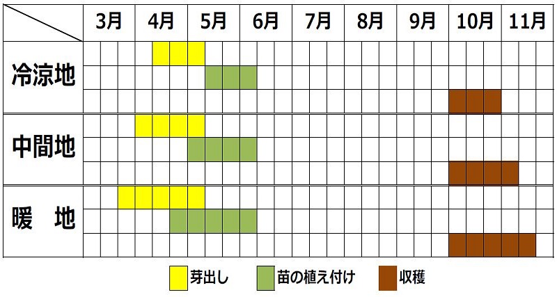 アピオスの栽培カレンダー