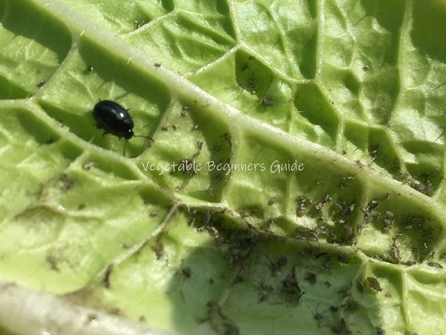 ダイコンに発生する害虫とダイコンの害虫対策