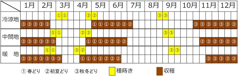 ラディッシュ栽培カレンダー（種まき時期・植え付け時期・収穫時期）