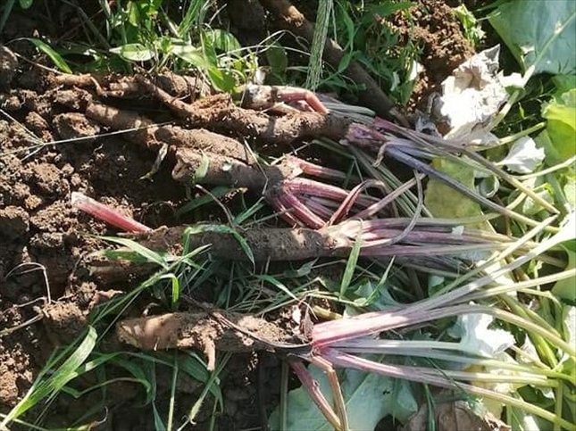ゴボウ（牛蒡）の育て方失敗しないゴボウ栽培のコツ