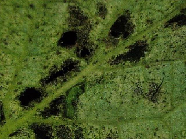 ゴボウの害虫対策