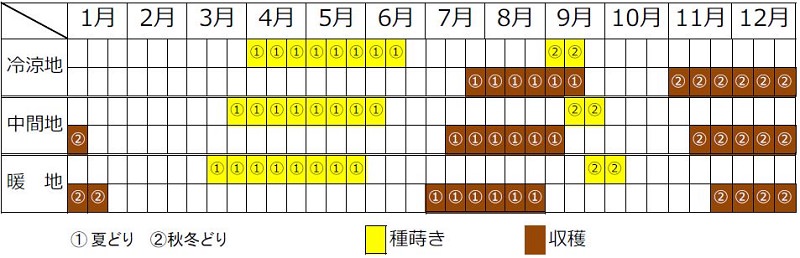 ゴボウ栽培カレンダー（種まき時期・植え付け時期・収穫時期）