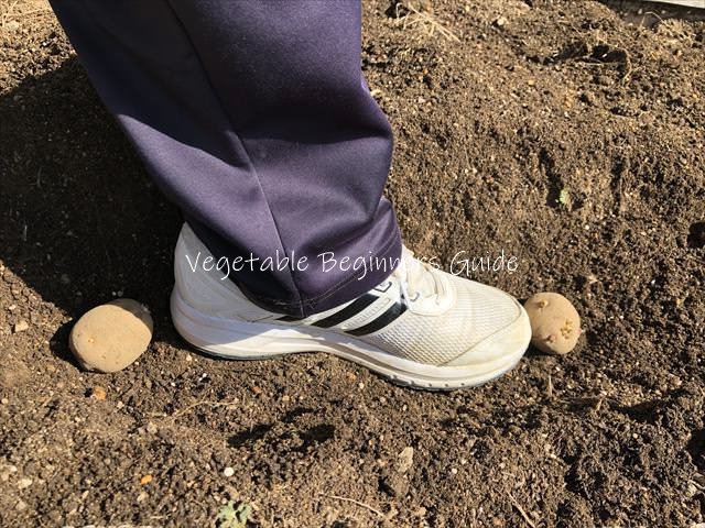 ジャガイモを植え付ける間隔