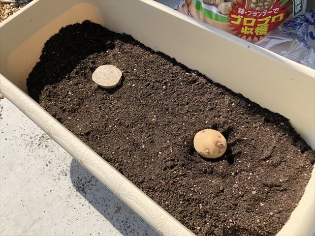 ジャガイモのプランターに植え付ける間隔は？