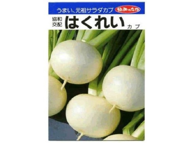 カブの育てやすい品種