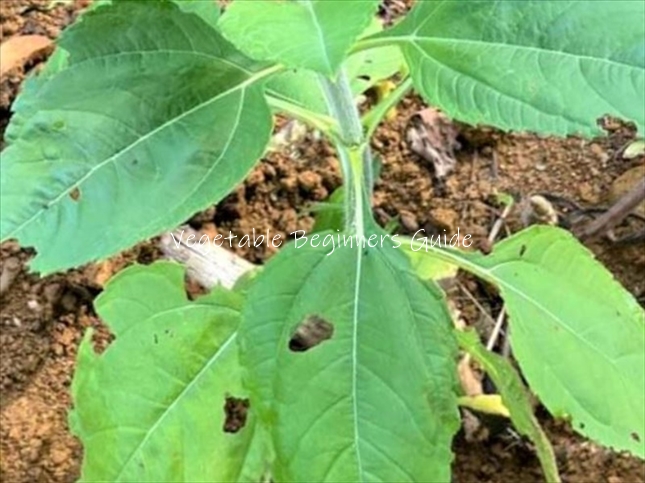 キクイモの害虫対策