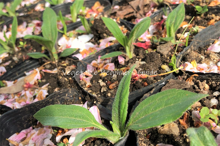 キクイモの苗の植え付け