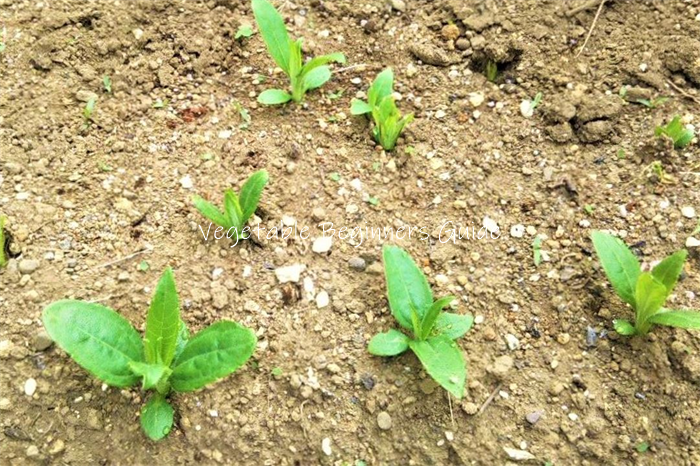 キクイモの苗の植え方（手順）