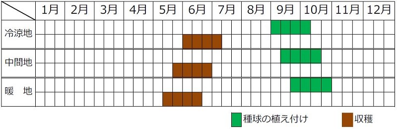 ニンニク栽培カレンダー（種まき時期・植え付け時期・収穫時期）