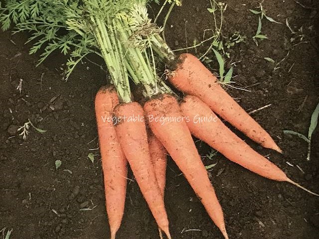 根野菜の育て方一覧