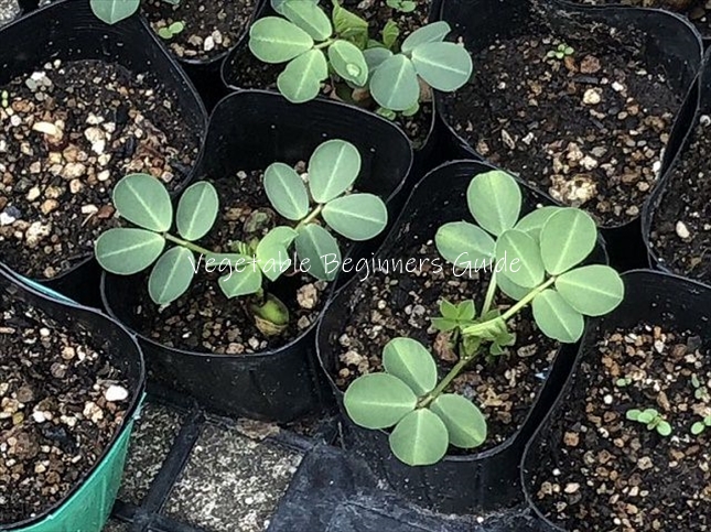 ラッカセイの植え方（苗の植え付け方）