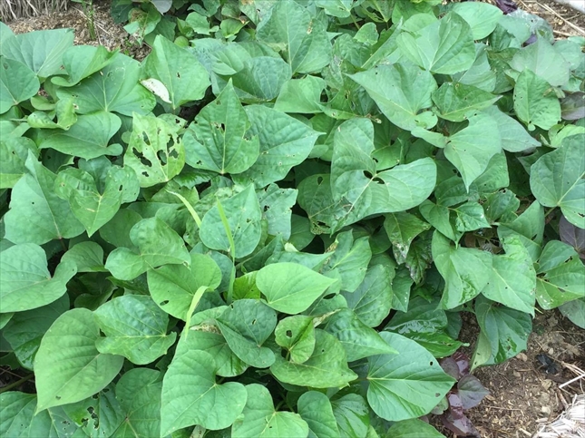 サツマイモに集まる害虫の対策