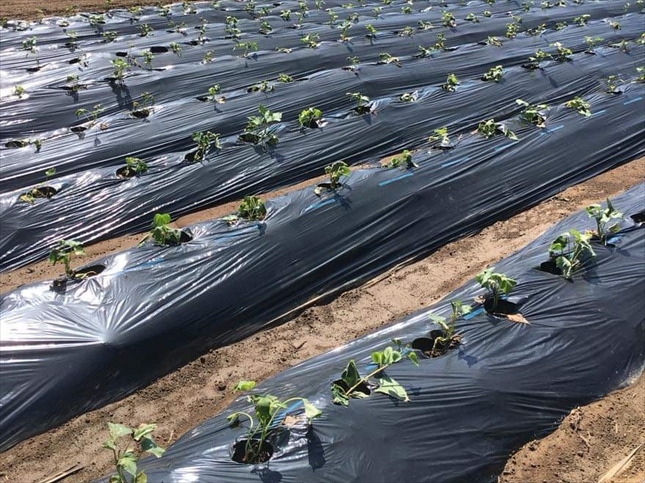 サツマイモを植え付ける間隔は？