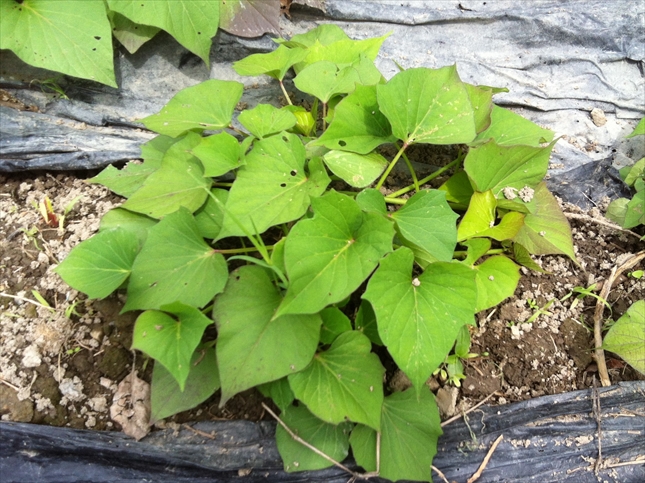 サツマイモの苗の植え付け方法