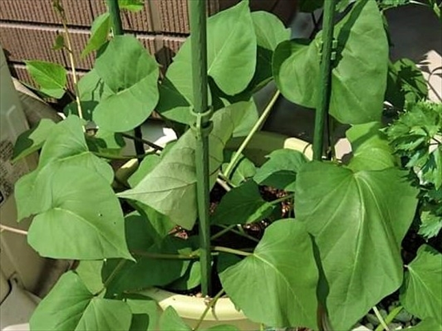 プランターや植木鉢でサツマイモ栽培をする