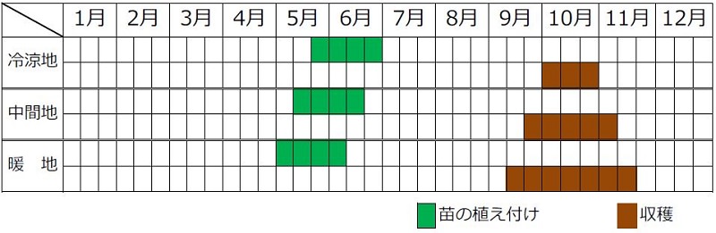 サツマイモ栽培カレンダー（種まき時期・植え付け時期・収穫時期）