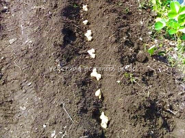 ショウガの植え付け間隔（株間）