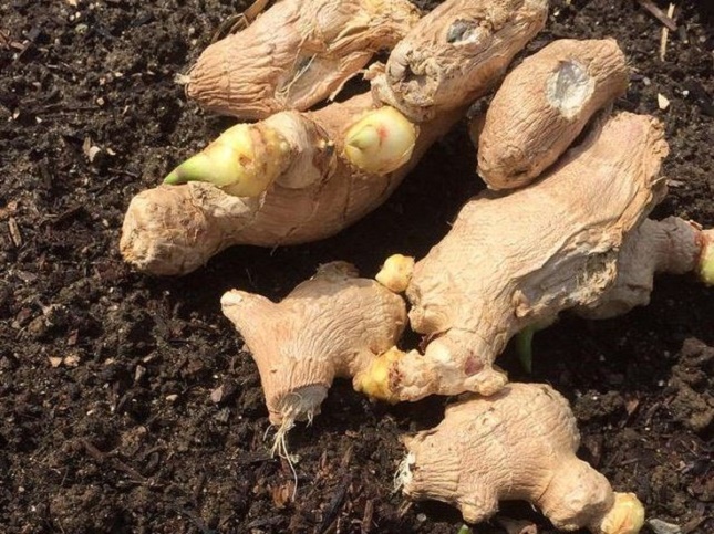 種ショウガの植え付け方