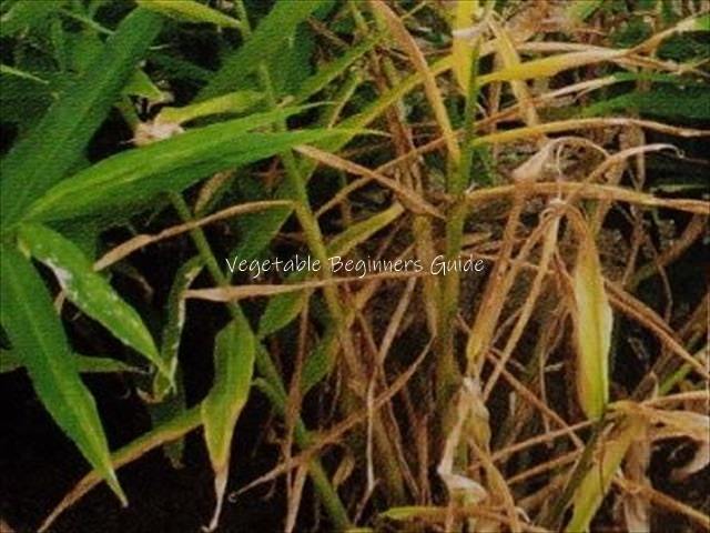 ショウガ病害対策
