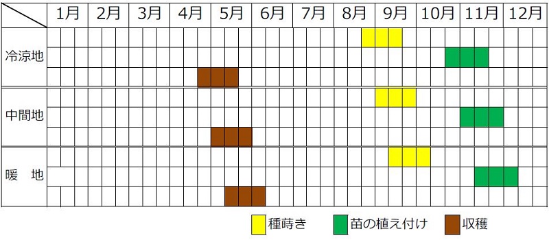 タマネギ栽培カレンダー（種まき時期・植え付け時期・収穫時期）