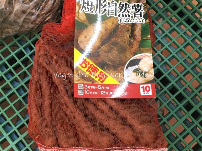 ヤマイモの育てやすい品種