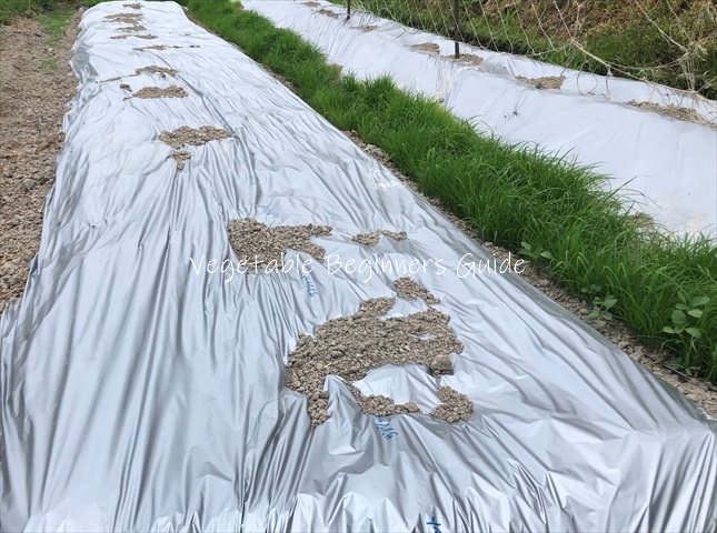 地温を上げて発芽を促す