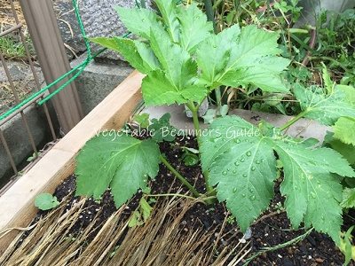 アシタバの育て方