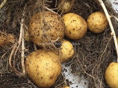 ジャガイモの育て方