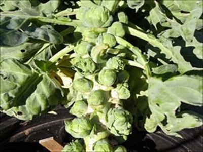 芽キャベツの育て方は？失敗しない芽キャベツの栽培方法