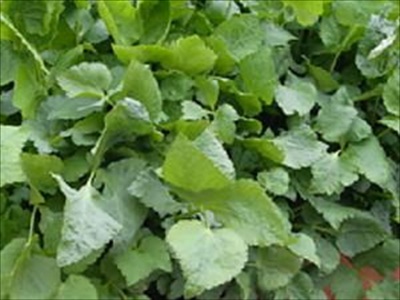ミツバ育て方は？失敗しないミツバ栽培のコツ