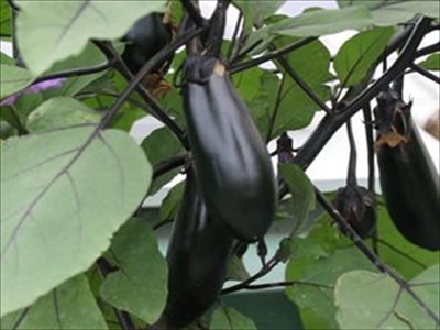 ナスの育て方