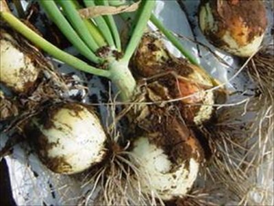 タマネギの育て方