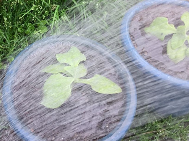 水やりのタイミング