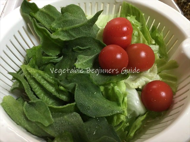 アイスプランツの上手な育て方まとめ