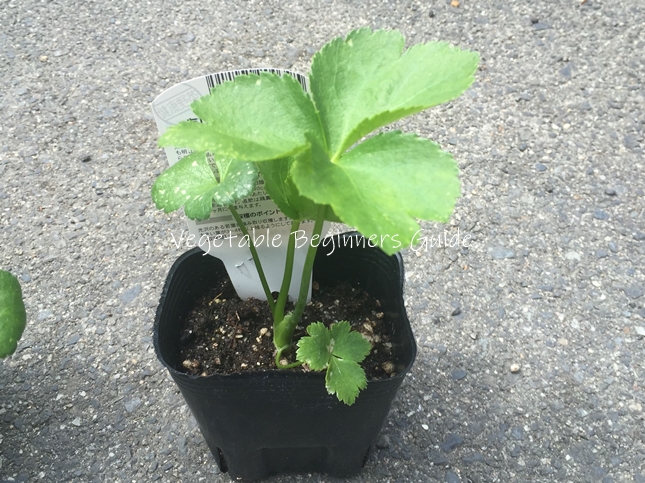 アシタバの苗の植え付け