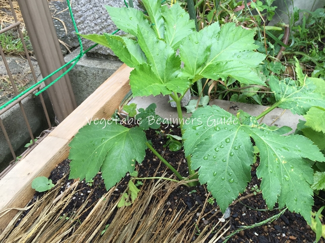 アシタバの敷き藁のやり方は？