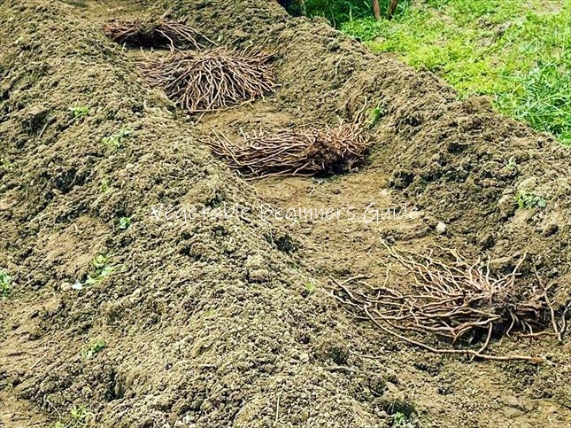 アスパラガスの根株の植え方（手順）は？