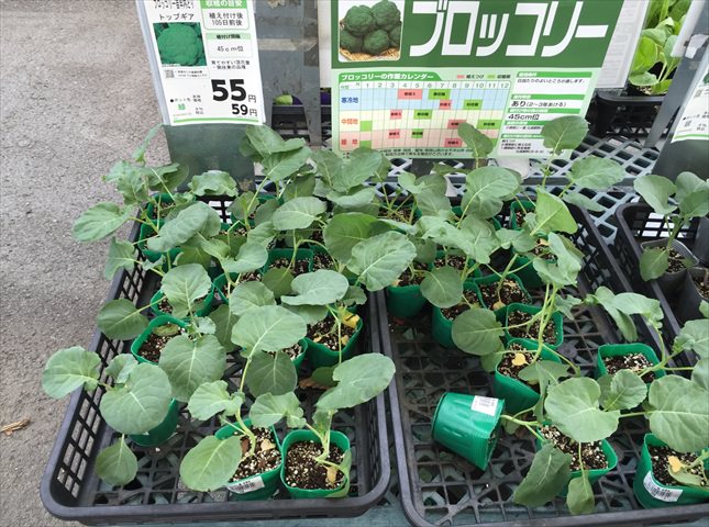 ブロッコリーの育てやすい品種