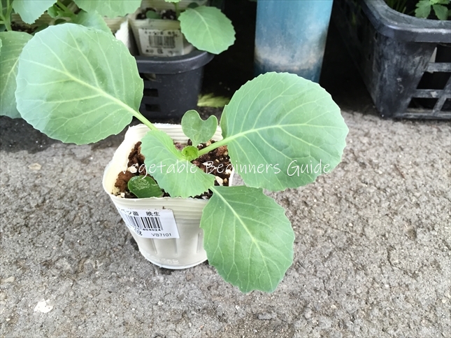 キャベツの苗の植え付け