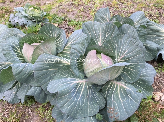 キャベツの育て方失敗しないキャベツ栽培のコツ