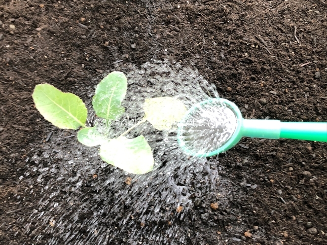 水やりの頻度と与える量